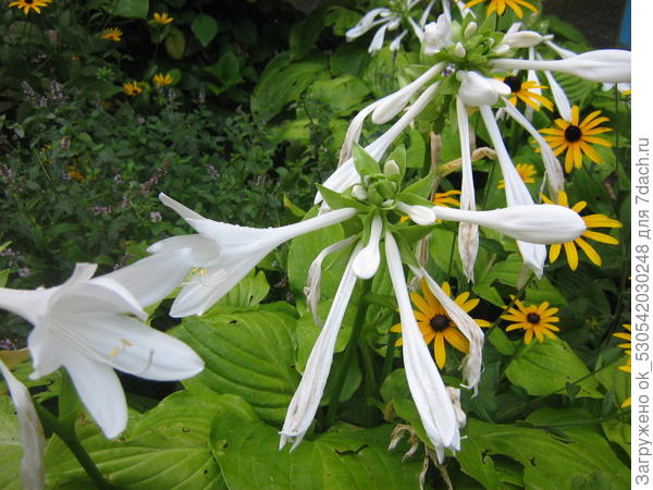 Хоста цветет.