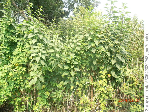 Топинамбур растёт у меня живой изгородью, высота до 3 метров.
