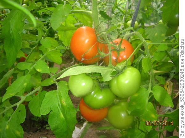 Помидоры в теплице.