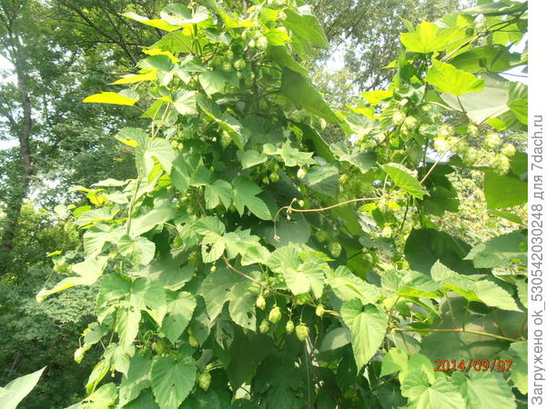 Хмель у меня на даче.