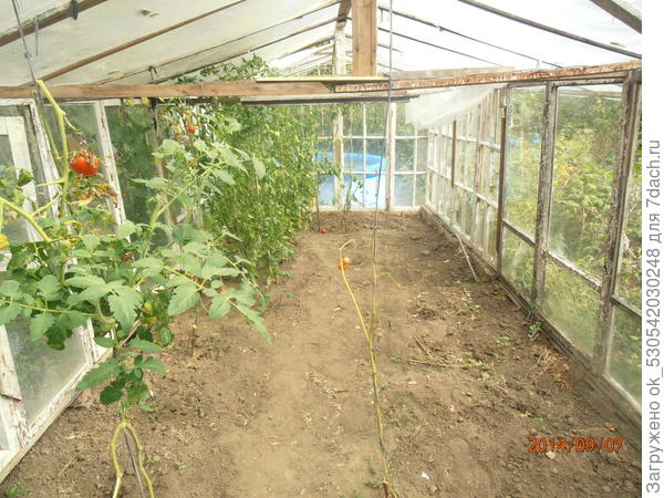 Последние помидоры.