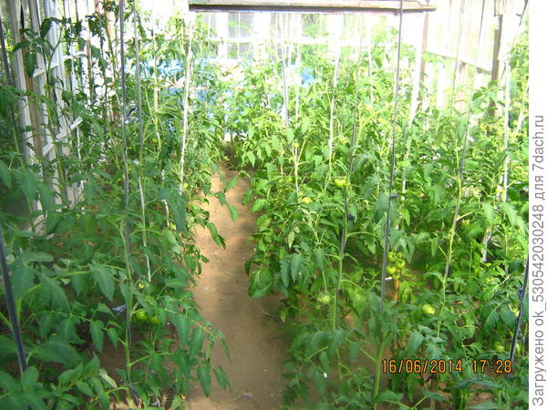 Урожай зреет.