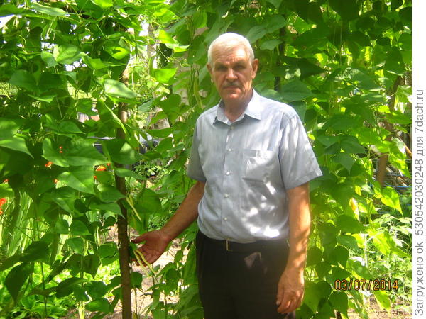 Моя фасоль.