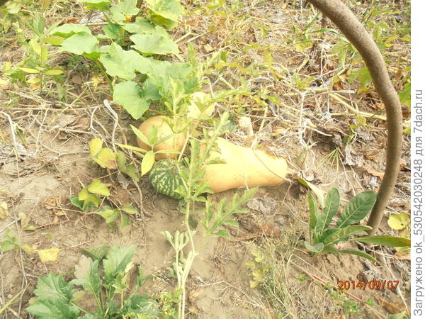 Тыквы и арбузик.