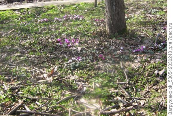 Цикломены весной.