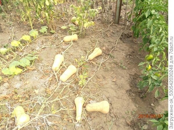 Тыква Гитара