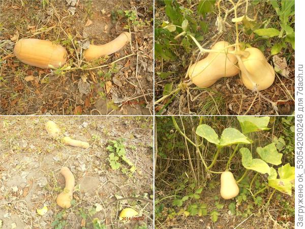 Урожай тыквы.