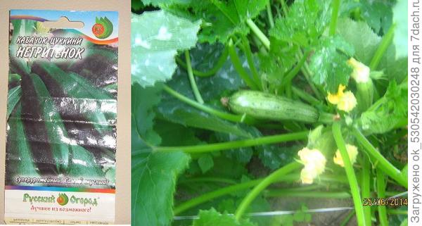 Кабачек-цуккини &quot;Негритенок&quot;.