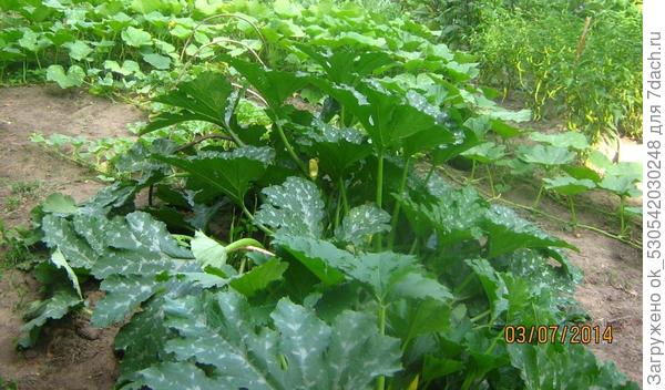 Кабачки на грядке.