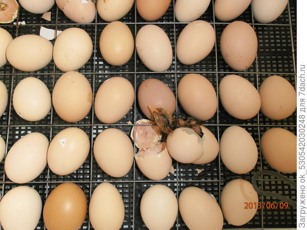 вылупляются