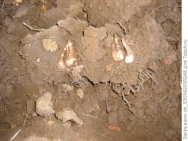 Копаю нарциссы.