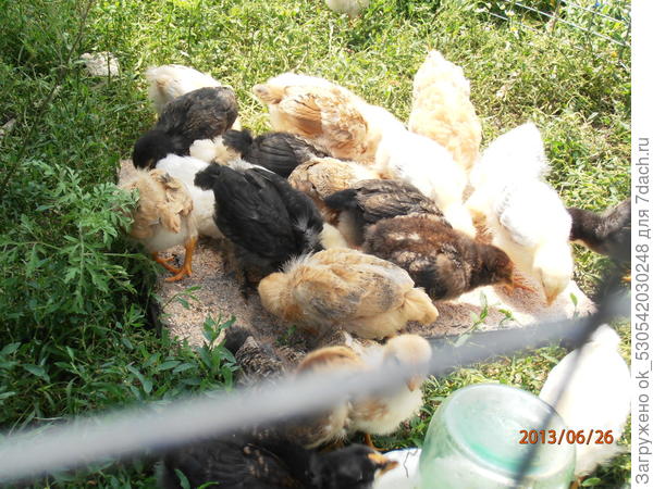 Цыплятки
