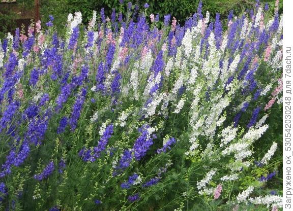 Дельфиниум.