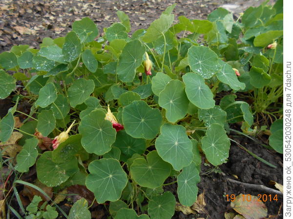 Настурция в преддверии заморозков.