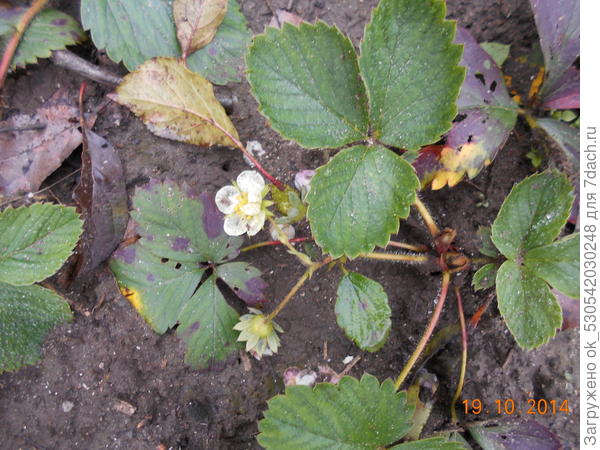 Ремонтантная земляника цветет.