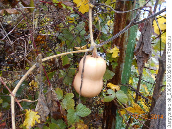 Тыква, "Гитара".