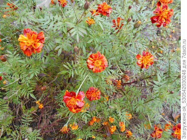 Бархатцы.
