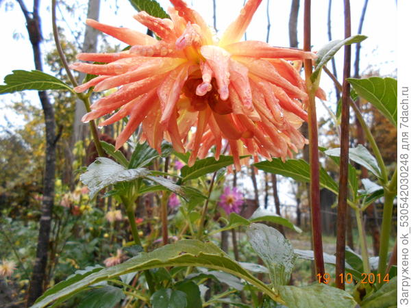 Георгин после дождя.