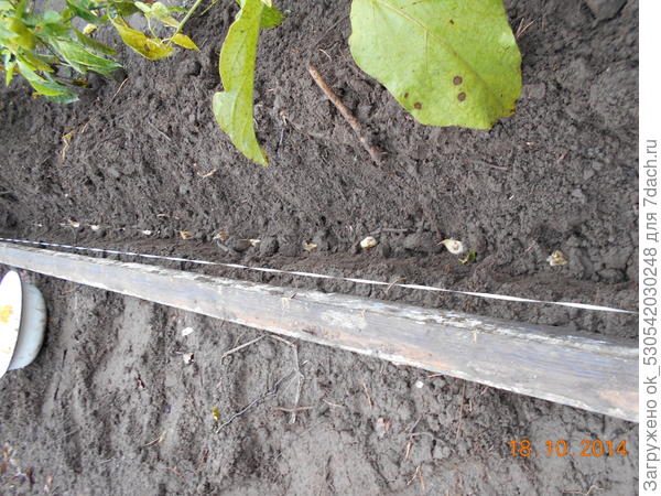 Посадка чеснока под зиму, озимого.