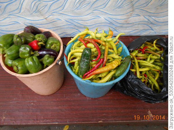 Последний урожай 2014 г. на моей даче.