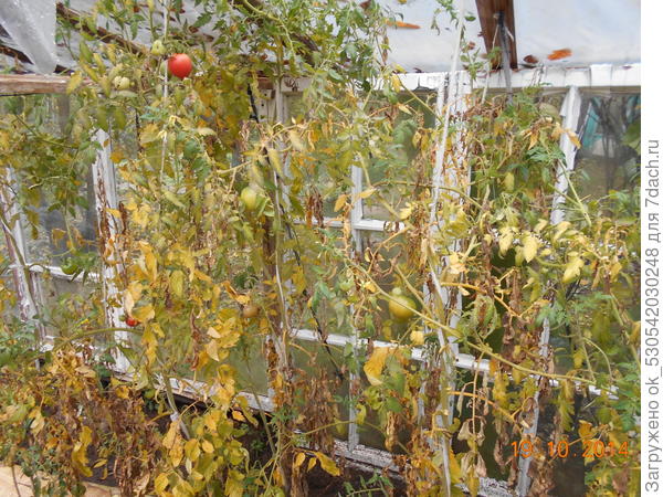 Помидоры в теплице.