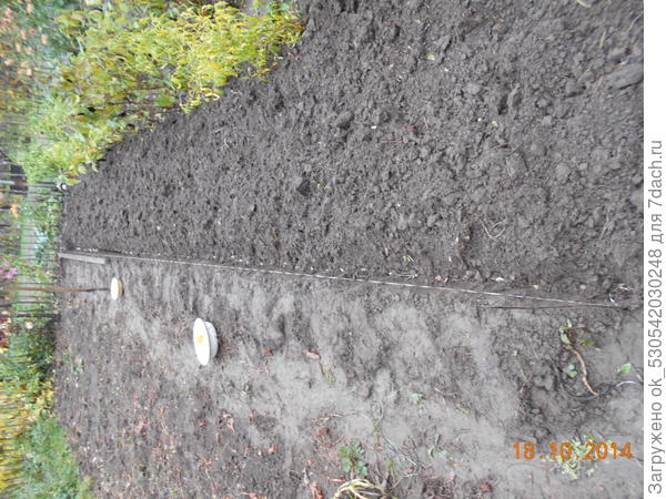 Четвертый ряд чеснока.