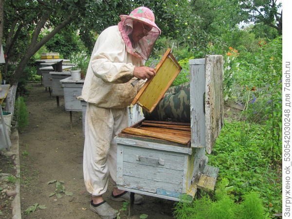 Ставит рамку с вощиной.