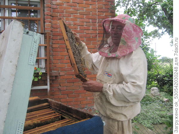 Осмотр рамки с пчелами.