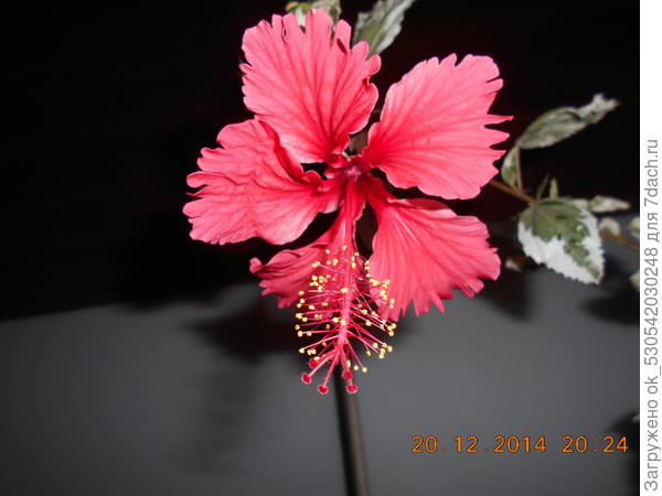 Гибискус цветёт.