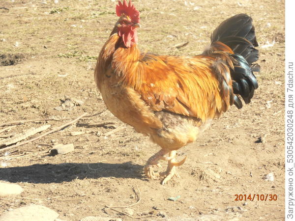 петушок