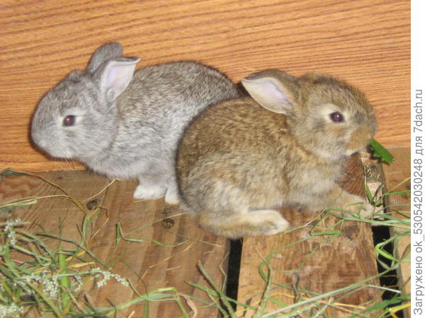крольчата
