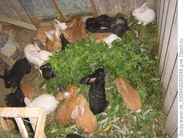 Кролики в яме.