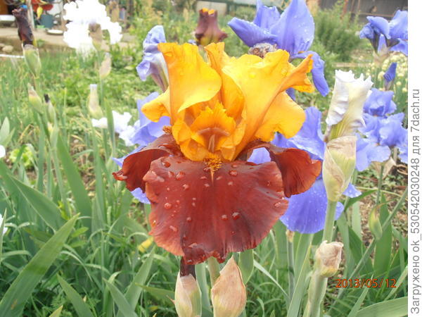 Ирисы у меня на удаче