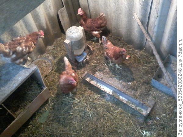 Мои курочки.