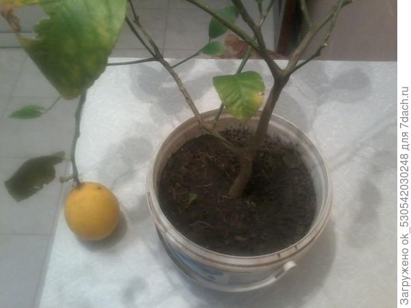 Лимон был на даче летом, с сорняками.