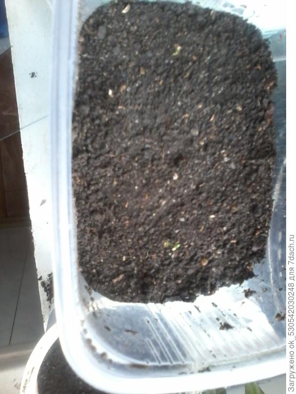 Взошло две из трех, может еще проклюнится.