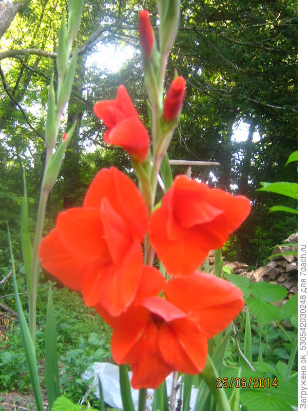 Гладиолусы