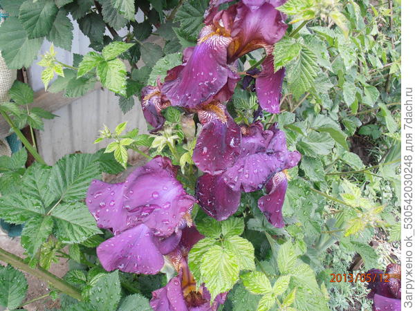 Красивые ирисы