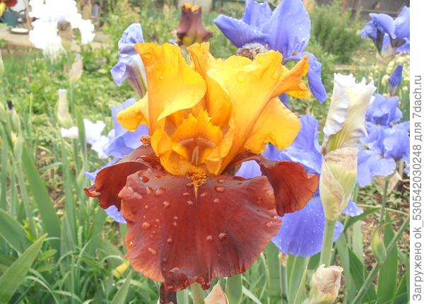 Бородатый темный ирис