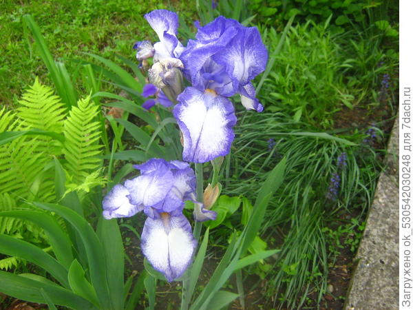 Белый с оттенком голубого.