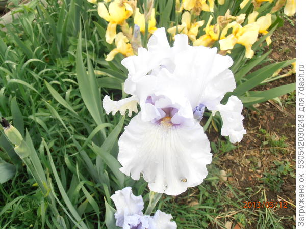 Белый ирис
