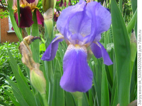 Синий ирис