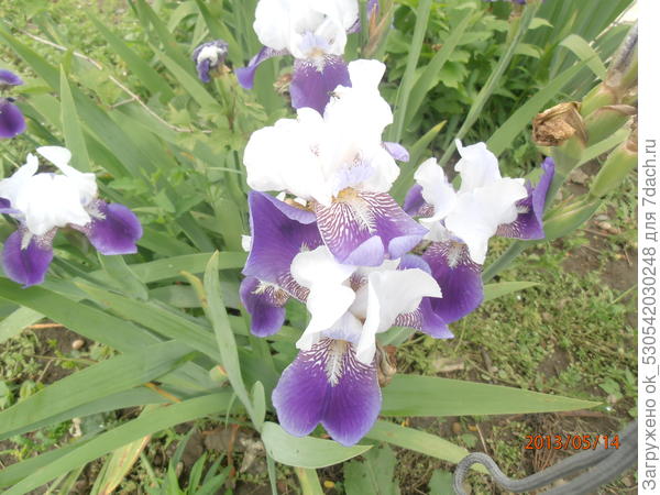 Бело сиреневый сорт ирисов