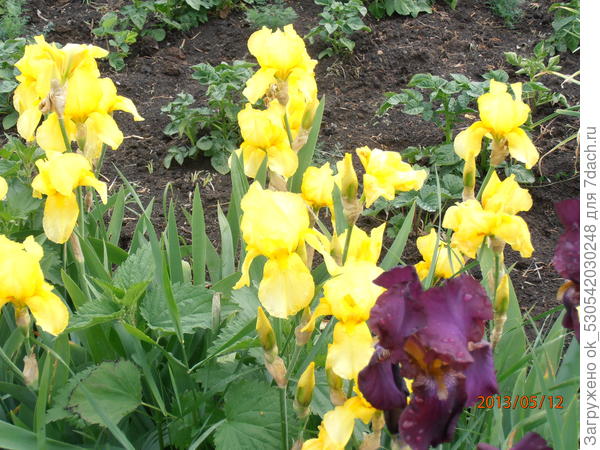 Желтые ирисы