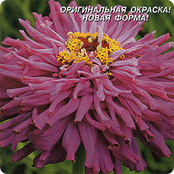 Цинния супер кактус Император