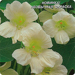 Настурция Сливки