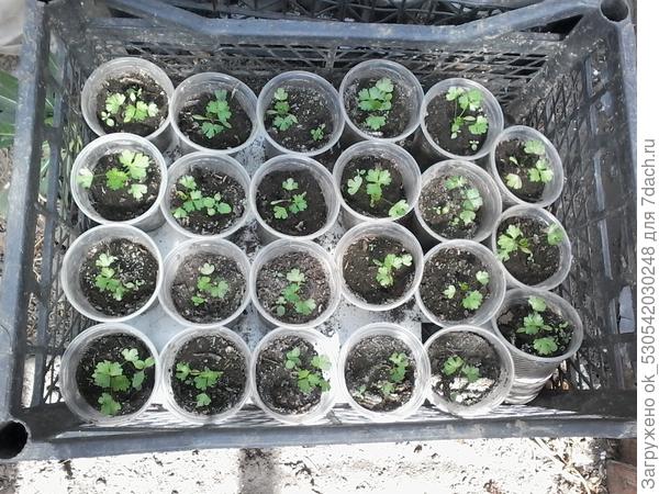 Сельдерей 16.04.2017г в теплице