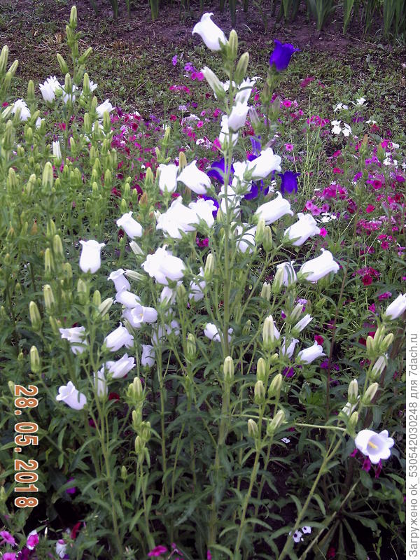 Колокольчики