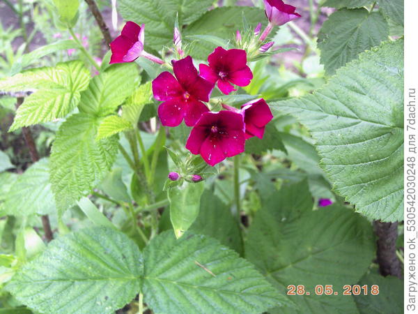 Флоксы в малиннике