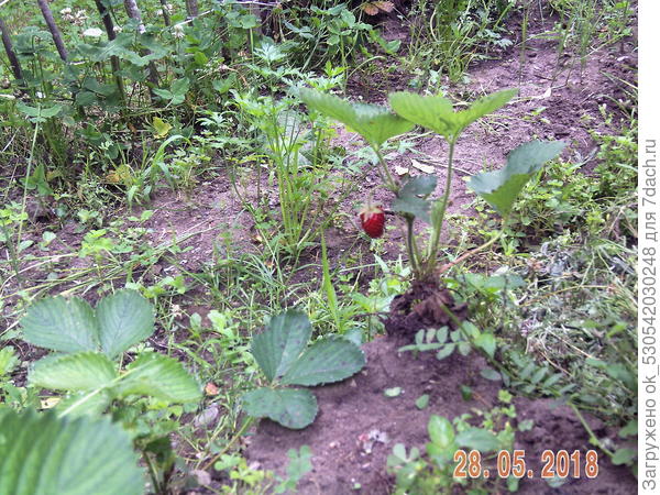 Последняя ягодка земляники на этой грядке